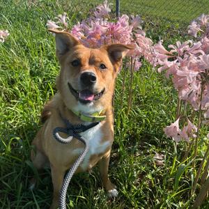 Irish, Boxer, adult, available for adoption