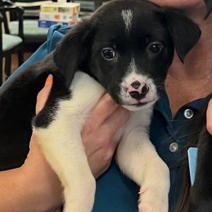 Spiderman, Mixed Breed (Medium), puppy, available for adoption