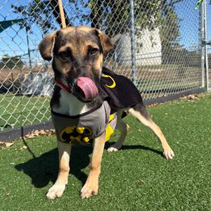 Kodiak, Shepherd, German, young, available for adoption