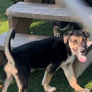Kodiak, Beagle, puppy, available for adoption