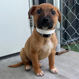 Barqs, Mixed Breed (Small), puppy, available for adoption