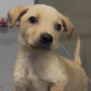 A close-up of a light brown puppy with floppy ears and big, dark eyes, looking directly at the camera.