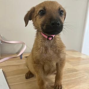 Sleeping Beauty, Mixed Breed (Medium), puppy, available for adoption