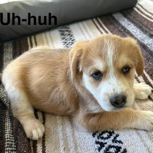 Uh-huh (Red collar), Shepherd, Australian, puppy, available for adoption