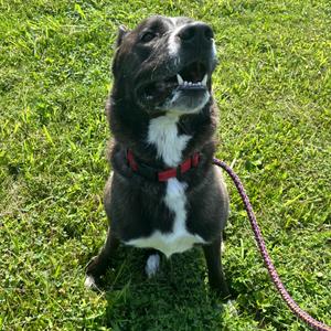 McQueen, Husky, adult, available for adoption