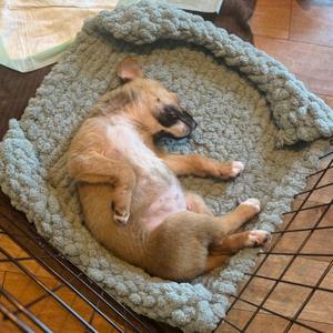 Dr. Pepper, Mixed Breed (Medium), puppy, available for adoption