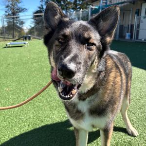 Koda Bear, Shepherd, German, adult, available for adoption