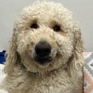 A close-up of a fluffy, light-colored dog with curly fur, possibly a poodle or poodle mix, looking directly at the camera.