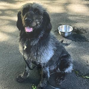 a black and gray dog sitting on a concrete surface with a metal bowl nearby
