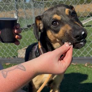 Kenai, Shepherd, German, young, available for adoption