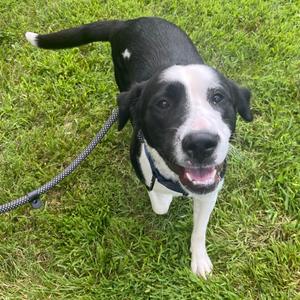 B-Dawg, Pyrenees, Great, adult, available for adoption