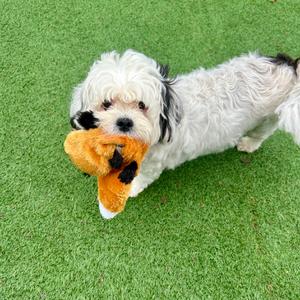Sunshine, Shih Tzu, senior, available for adoption