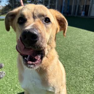 Archie-Scottie, Pyrenees, Great, adult, available for adoption
