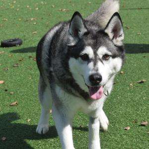 A husky dog with black and white fur standing on green grass, its tongue out and ears perked up.