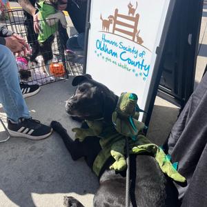 Sammy, Retriever, Black Labrador, senior, available for adoption