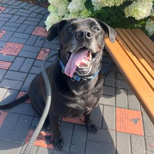 Sammy, Retriever, Black Labrador, senior, available for adoption