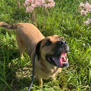 Boone, Black Mouth Cur, adult, available for adoption