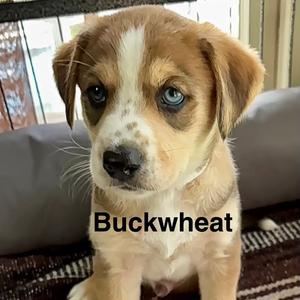 Buckwheat (Green collar), Shepherd, Australian, puppy, available for adoption