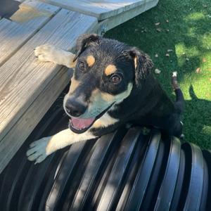 Denali, Beagle, puppy, available for adoption