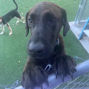 A black dog with floppy ears and a shiny nose is leaning over a chain-link fence, looking directly at the camera. The dog's paws are resting on the top of the fence, and its expression appears curious and attentive. In the background, another dog can be seen standing on a green surface, possibly a grassy area or artificial turf. The setting appears to be outdoors, possibly in a park or a fenced enclosure.