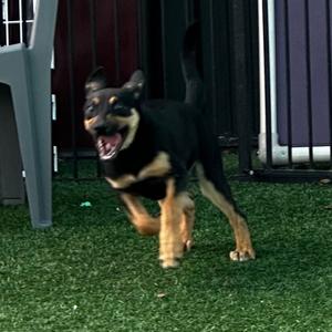 Sitka, Beagle, puppy, available for adoption