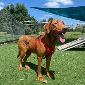 Cathy, Retriever, Labrador, adult, available for adoption