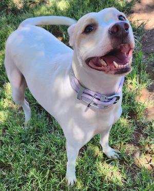 Mercedes, Pit Bull Terrier, adult, available for adoption