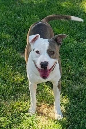 Creed, Pit Bull Terrier, adult, available for adoption