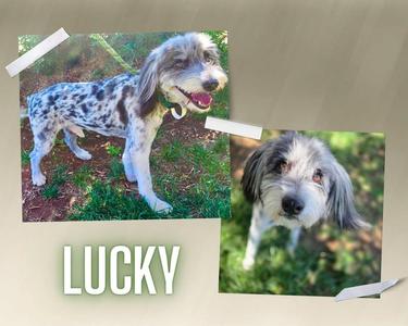 Lucky, Australian Shepherd / Poodle, adult, available for adoption