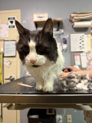Zorro, senior, available for adoption