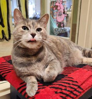 Mica, adult, available for adoption