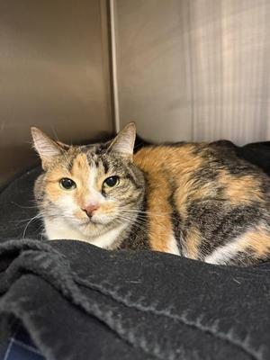 Squeaks (sunshine), senior, available for adoption