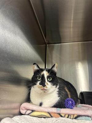 Miso Honey Barbecue, adult, available for adoption