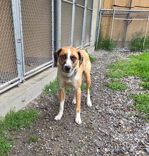 Bagera, Catahoula Leopard Dog/Border Collie, young, available for adoption