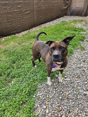 Sugar, Pit Bull Terrier, adult, available for adoption
