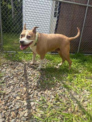 Piper, Pit Bull Terrier, senior, available for adoption