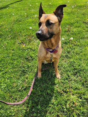 Rosie, German Sheperd Mix/Mixed, adult, available for adoption
