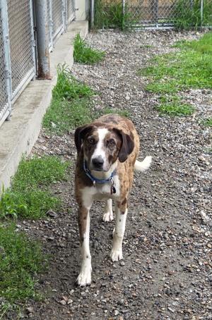 Creseant, Catahoula Leopard Dog/Border Collie, young, available for adoption