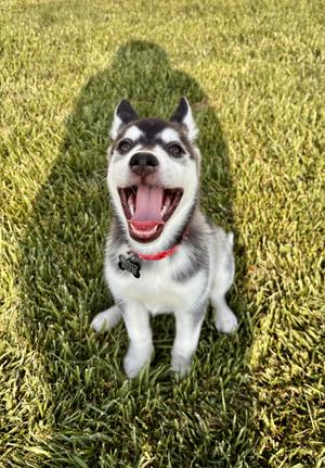 Maverick, Siberian Husky, puppy, available for adoption