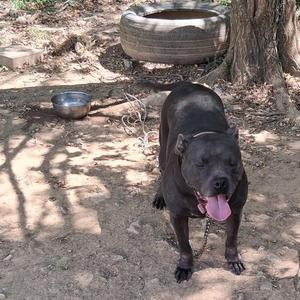 A black dog standing on a dirt ground, with its tongue out and a chain around its neck. There is a metal bowl and a tire in the background.