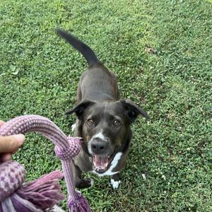 A black and white dog with a happy expression, standing on grass and looking up at a person holding a purple rope toy.