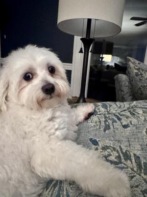 Gary, Maltese, young, available for adoption