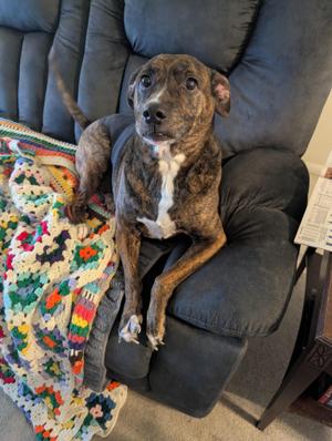 Camo, Mountain Cur, adult, available for adoption