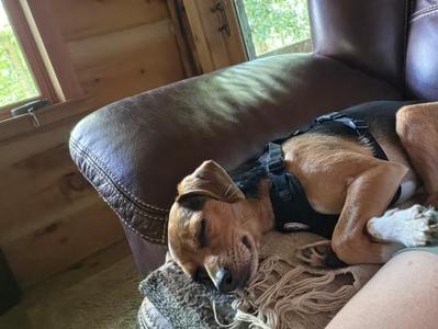 Buster Brown, Beagle / Chihuahua, adult, available for adoption
