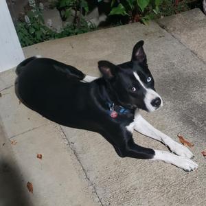 Lyla, Siberian Husky / German Shepherd Dog, adult, available for adoption