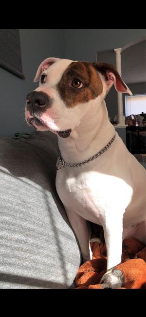 Karl, American Staffordshire Terrier, adult, available for adoption
