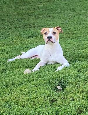 A white dog with brown patches lying on a grassy field.