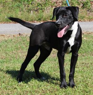 Gunner 44426, Labrador Retriever, young, available for adoption