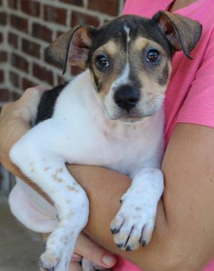 Elvie 44263, Shepherd / Labrador Retriever, puppy, available for adoption