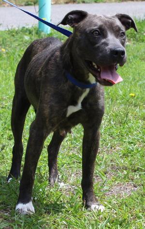 June 43627, Pit Bull Terrier, adult, available for adoption